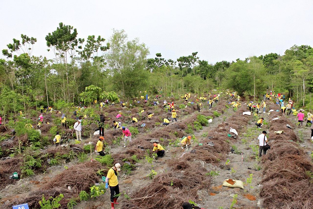 Reforestation in Malaysia